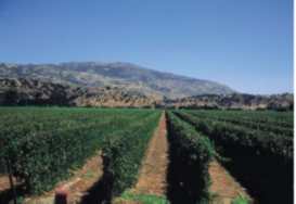 Vi�edo cerca Santiago
